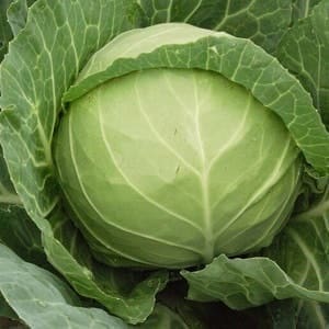 Repollo verde