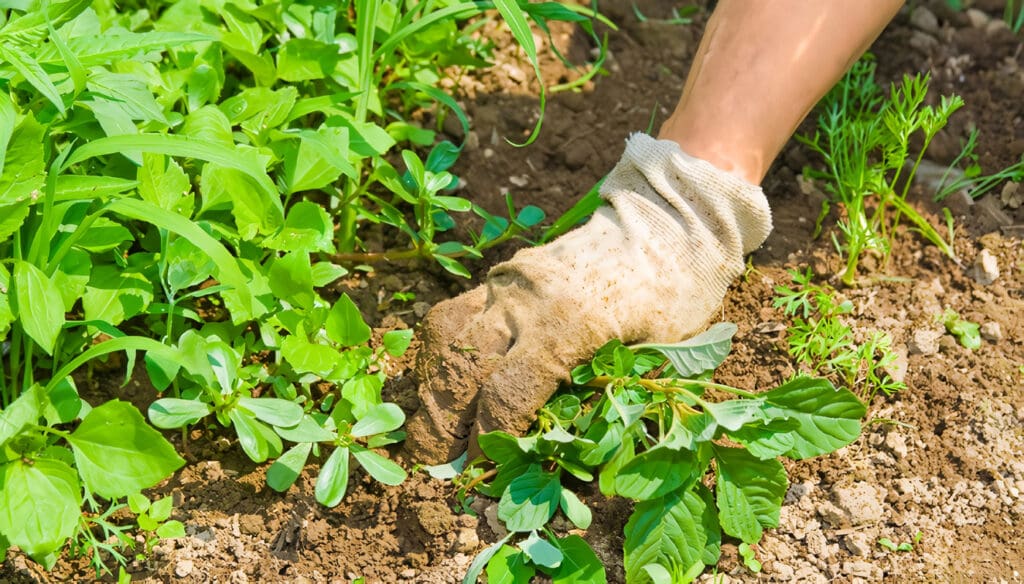 Guía para Control de Malas Hierbas en la Agricultura