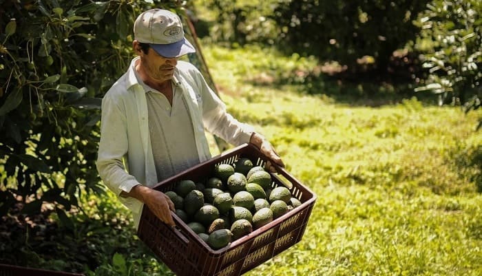 Cosechando Aguacate
