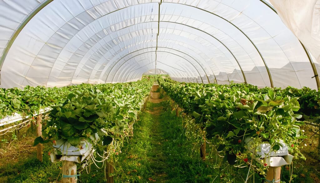 Guía de Invernaderos Agrícolas: Construcción y Cultivos