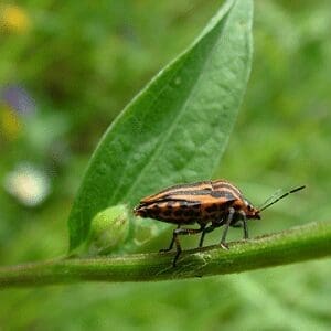 Insecticidas