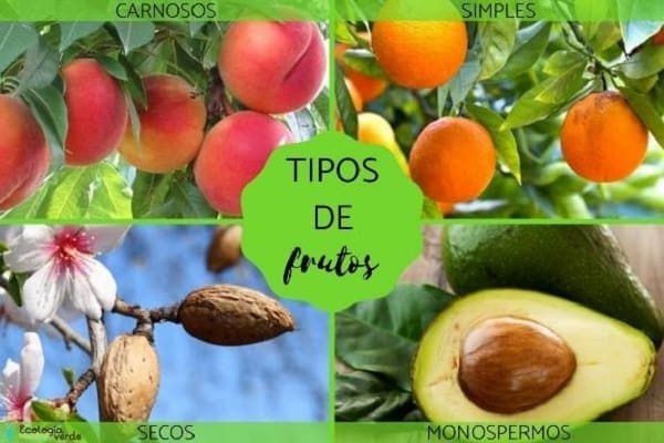 Todo sobre los Frutos: Función y Características