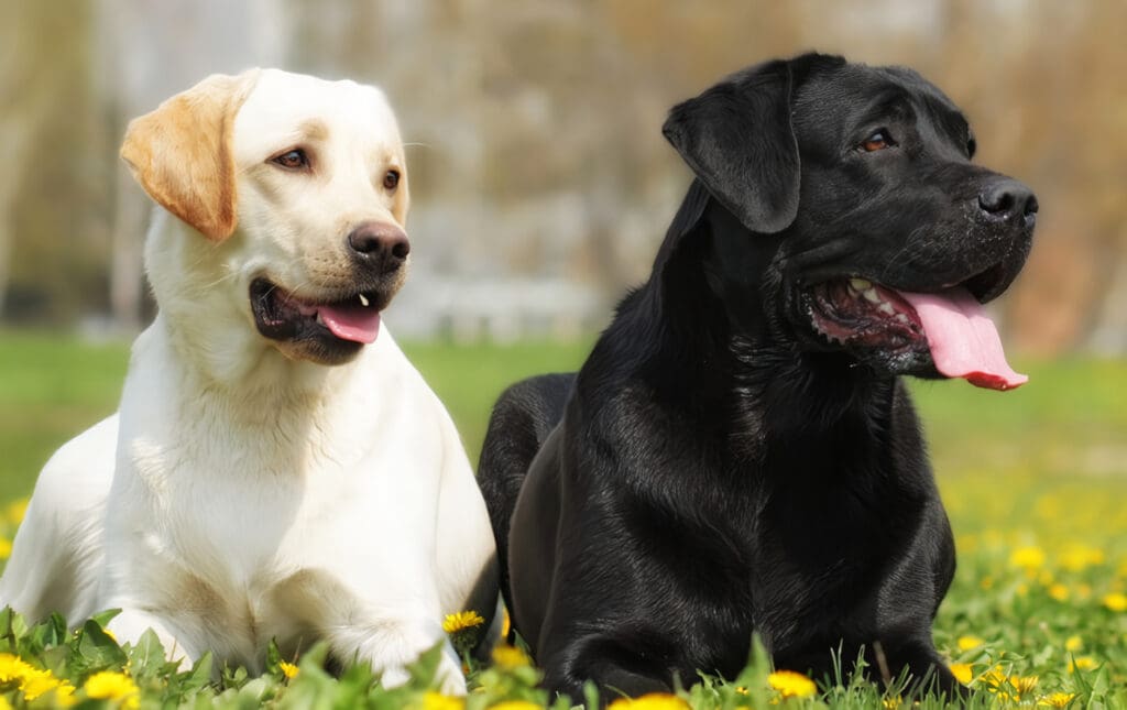 Labrador Retriever