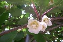 Flor de la guayaba Flor de la guayaba