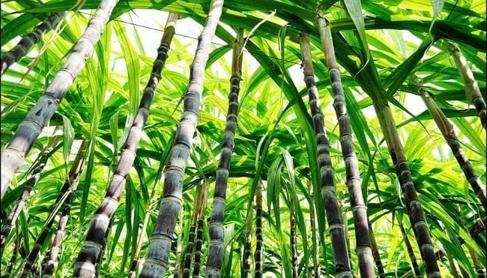 EL Fitoclima de la Caña de Azúcar
