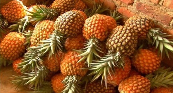 Cultivo de piña