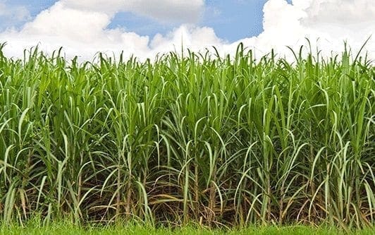 Suelos en el Cultivo de la Caña de Azúcar