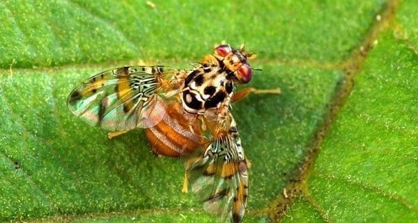 Mosca Oriental de las Frutas Mosca Oriental de las Frutas