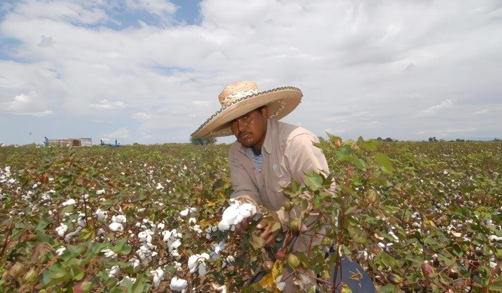 Tendencias en Cultivo de Algodón