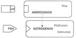 Teoría de las dos células/dos gonadotropinas Teoría de las dos células/dos gonadotropinas