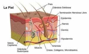 Capas de la Piel