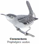 Cucarachero Cucarachero