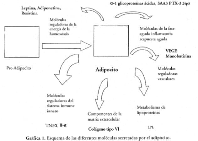 Esquema de las diferentes moléculas secretadas Esquema de las diferentes moléculas secretadas