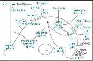 Principales metabolitos de la Célula Endotelial