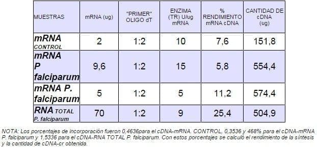 Síntesis cadena de cDNA