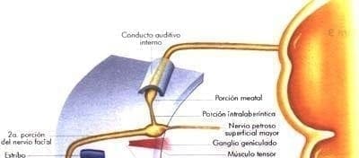 El nervio facial intracraneano