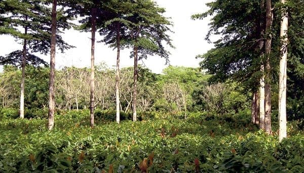 Régimen de Aprovechamiento Forestal, De Los Permisos de Estudio