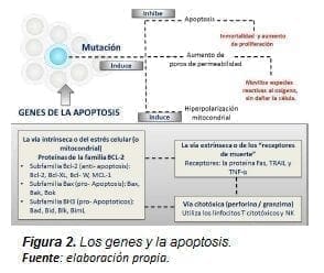 Los Genes y la Apoptosis