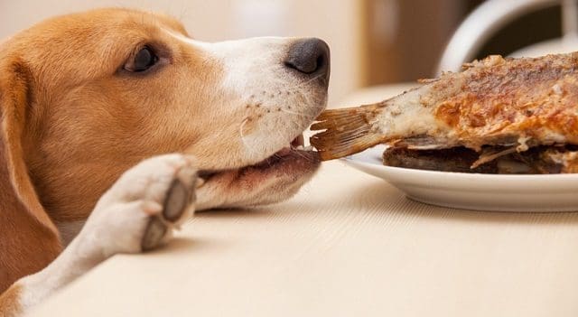 Consejos de Nutrición para tu Perro