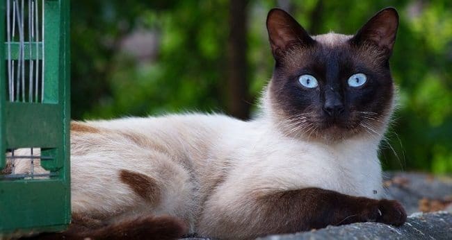 Gato Siamés: Características y Cuidados