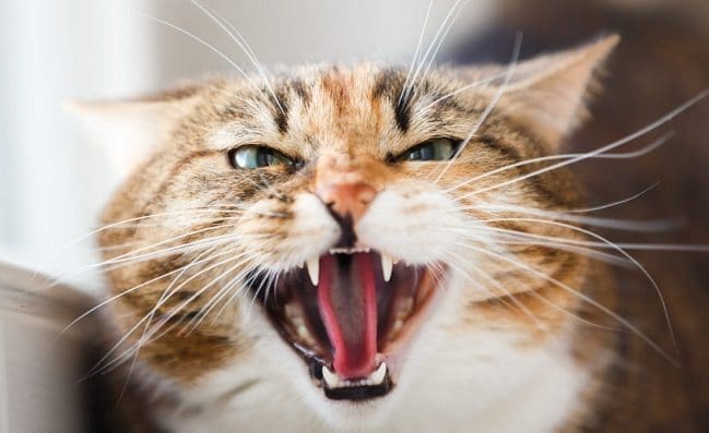 Enfermedades Dentales más Comunes en Gatos