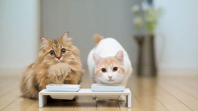 Alimentos Tóxicos para Gatos