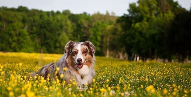 Cáncer de piel perros