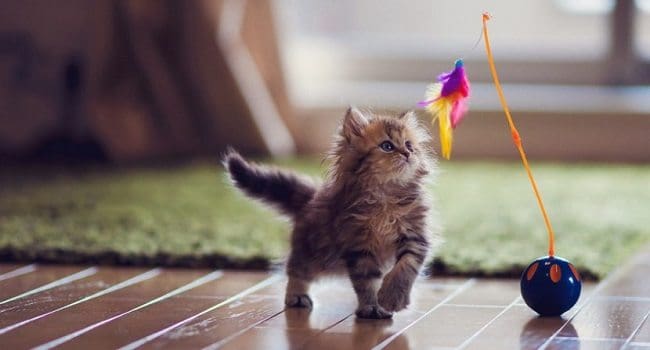 ¿Tienes un Gato? Esto no Puede Faltar en Casa