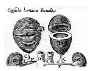 Caspar Bartholin