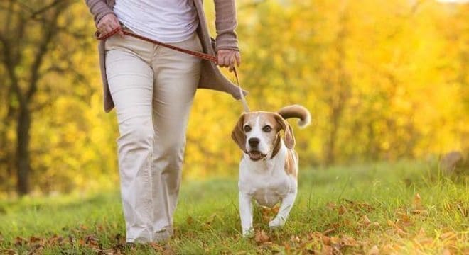 Consejos para pasear perros