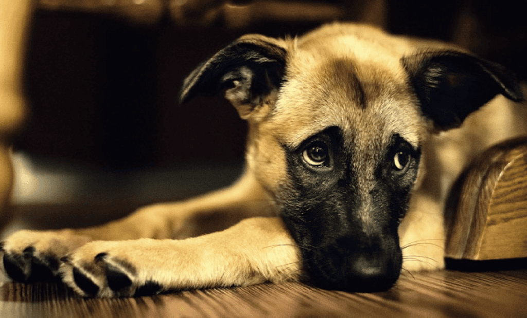 ¿Mi Perro está Deprimido?