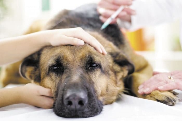 Diabetes en Perros: Síntomas, Diagnóstico y Tratamiento