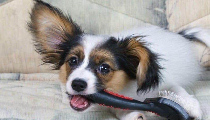 Cuidar el Pelo del Perro