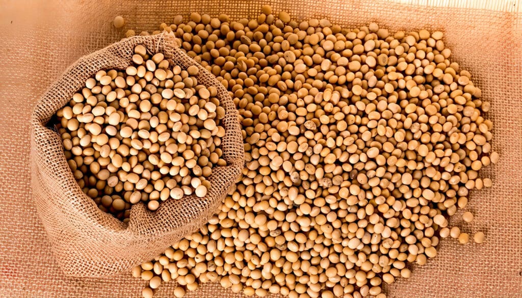 Beneficios y Propiedades de la Semilla de Soja