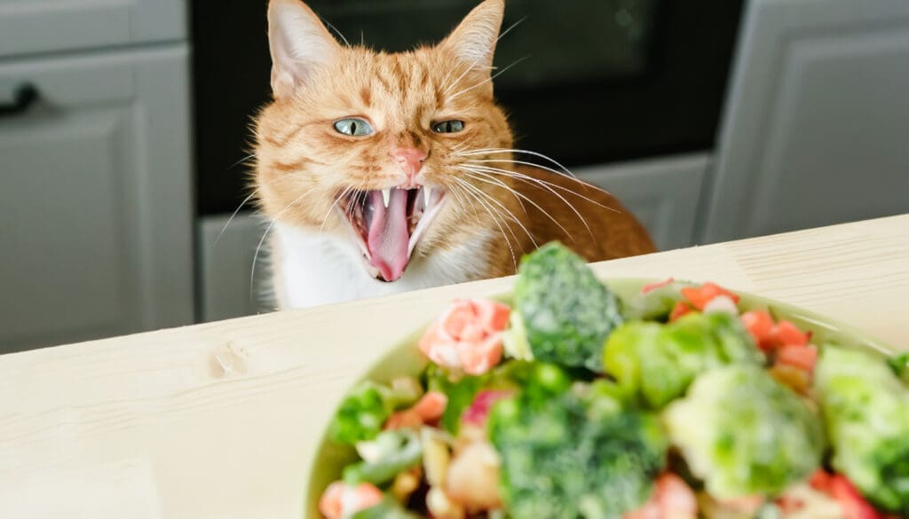Mejores Alimentos Naturales para Gatos