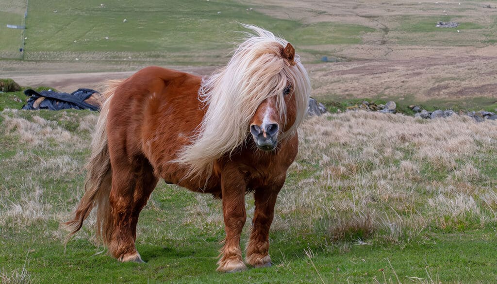 Mejores Alimentos Naturales para Ponys