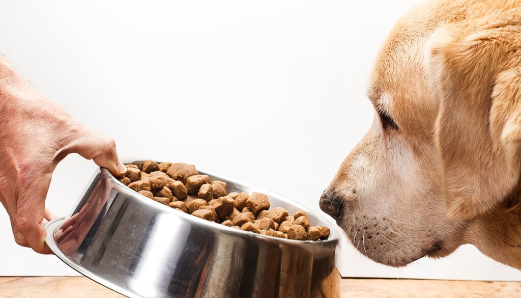 Alimentación Recomendada para Perros Ancianos
