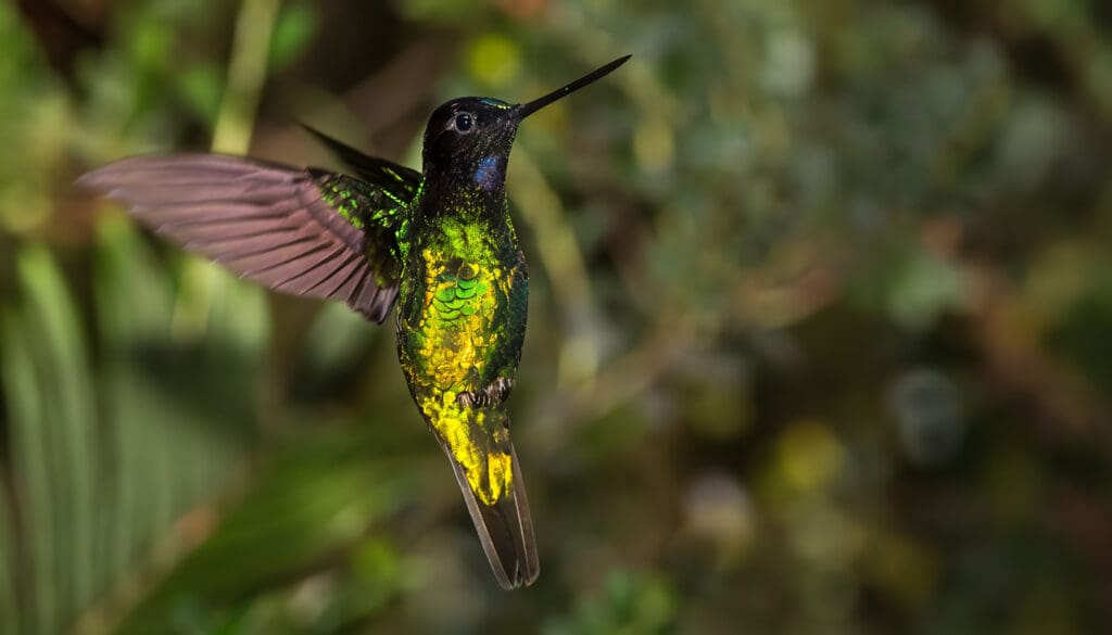 Fauna y Flora Endémica de Colombia