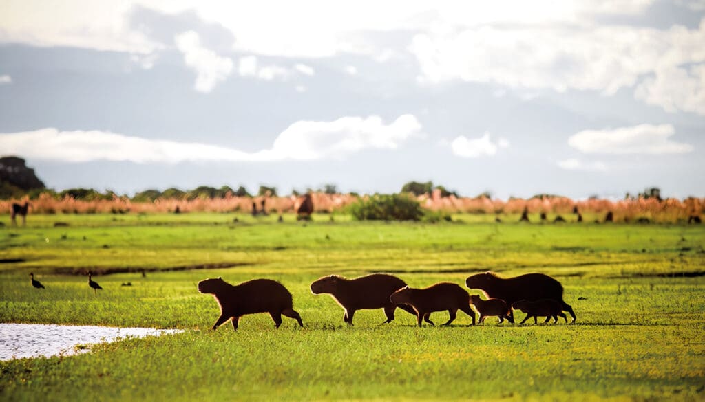 Los Llanos Colombianos