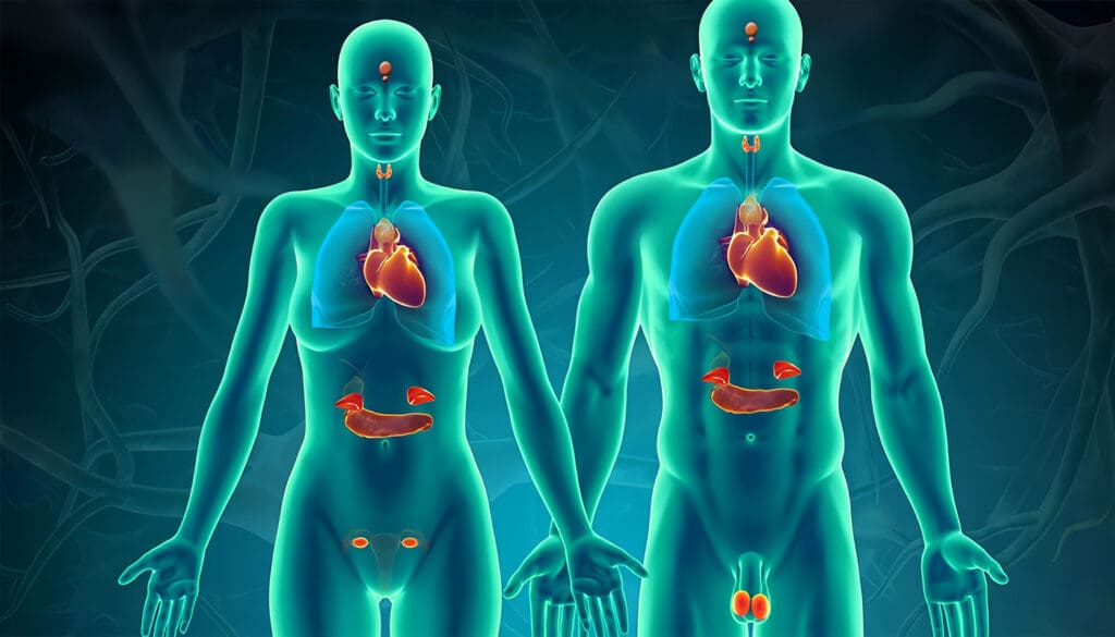 Sistema endocrino del cuerpo humano