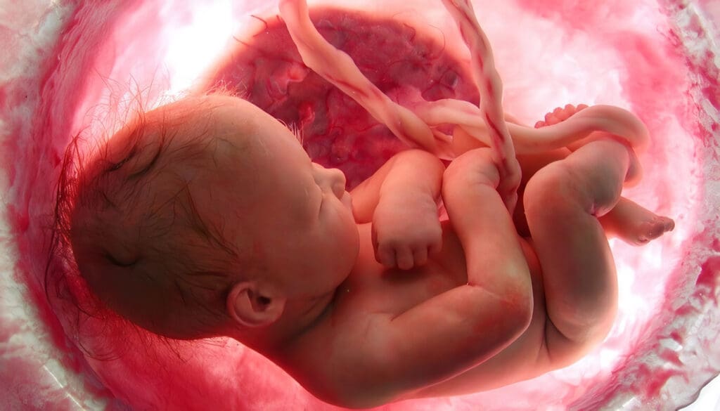 Proceso de gestación de los seres humanos