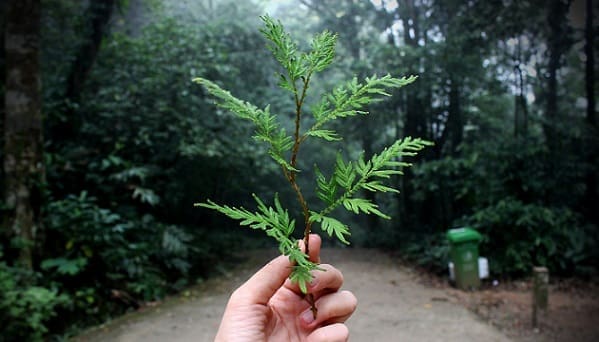 Servicios Ecosistémicos y Cambios en el Bienestar Humano