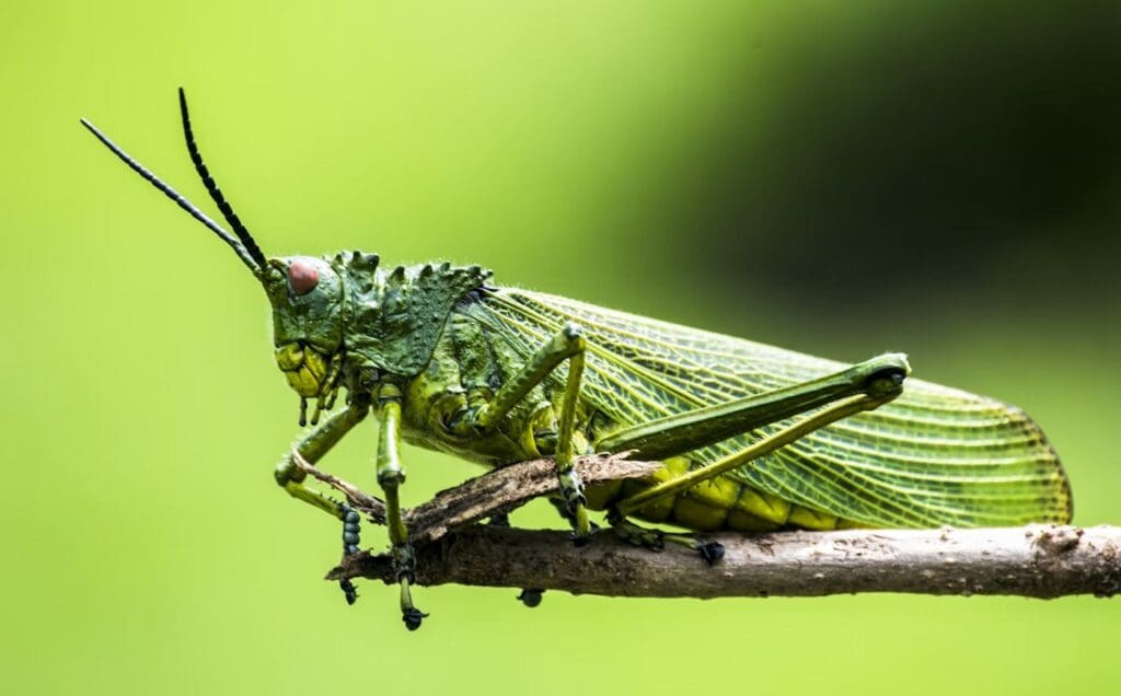 Importancia y Conservación de los Insectos: Pilares fundamentales del medio ambiente
